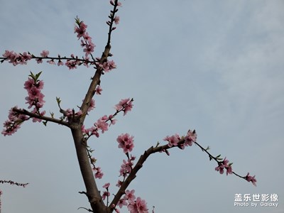 【希望】+桃花花語(yǔ)