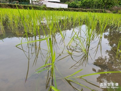 【希望】+ 大地回春