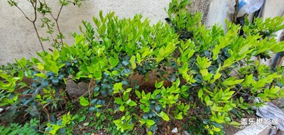 為啥你就是那樣美