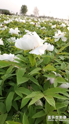 亳州中華藥都之鄉(xiāng)