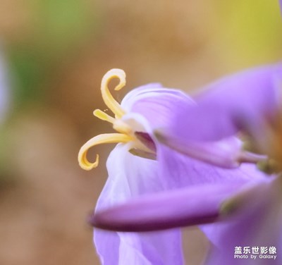 【希望】努力綻放