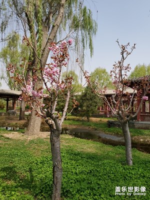 心中有念，自有花香。