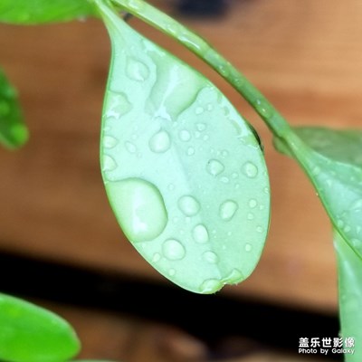 雨后春綠