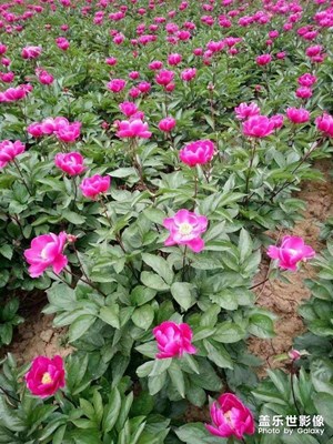 亳州中華藥都之鄉(xiāng)