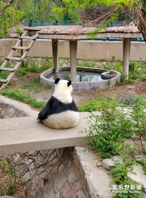 【希望】+動物的生機