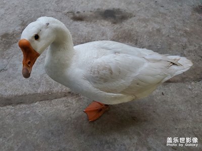 【春日麗影】+春天正好