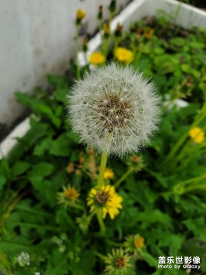 【春日麗影】+陽臺上的春意