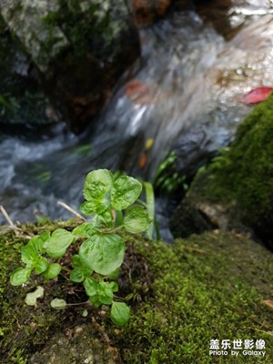 【春日麗影】+ 山林