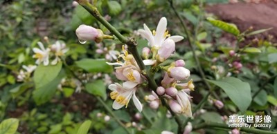 雨后檸檬花