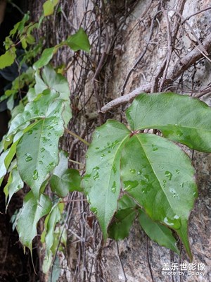 谷歌相機(jī)6.x最終版隨手一拍