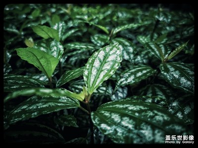 S20U繼續(xù)分享實拍照