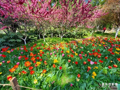 【春日麗影】+春花爛漫