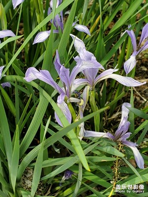 【春日麗影】+盎然生機