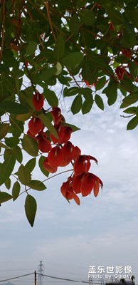 【春日麗影】+花紅葉綠