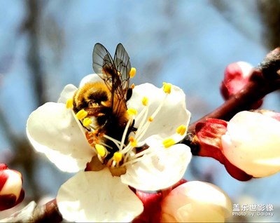 春日麗影－－換冬