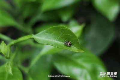 【精彩翻倍】S20 ultra 1至100倍變焦下的精彩