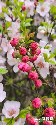樹，都開花了！