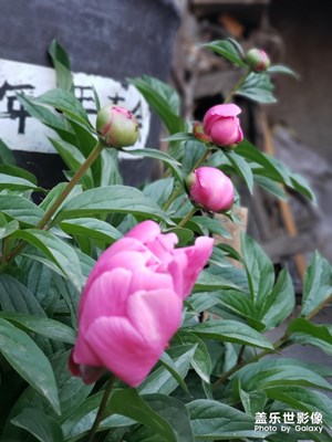 隨手怕-即將綻放的芍藥花