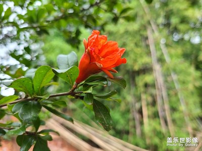 【享受生活】+家院子的花