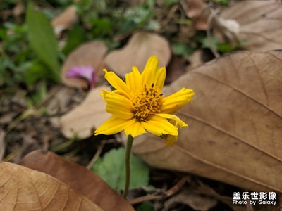 抓住五一的尾巴，閑拍一手