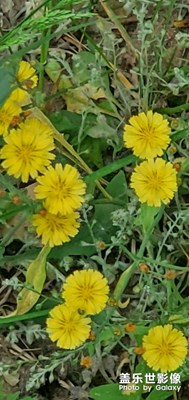 路邊的野花不要采