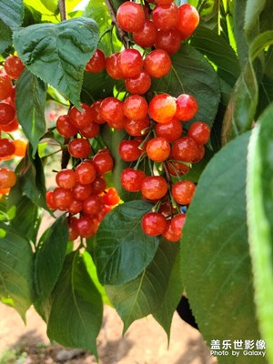 【精彩翻倍】+ 五一家鄉(xiāng)四日游