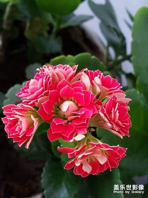 【享受生活】+花草