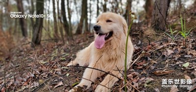 【精彩翻倍】+ 野蕨菜和小金毛