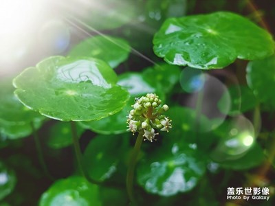 銅錢草