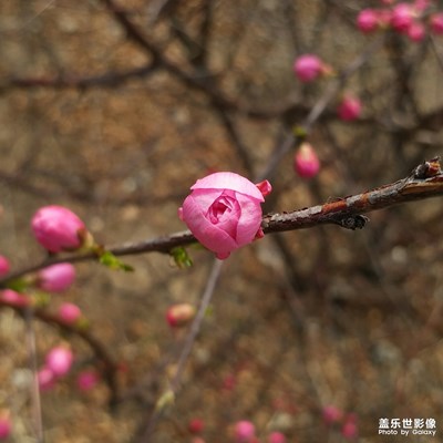 【精彩翻倍】+ 春日隨拍