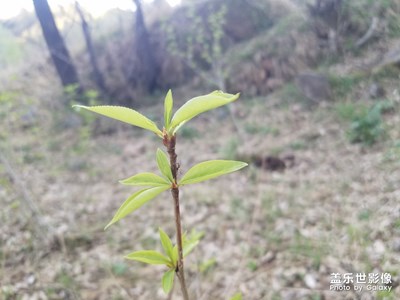 有*地方才是家，媽媽節(jié)日快樂??