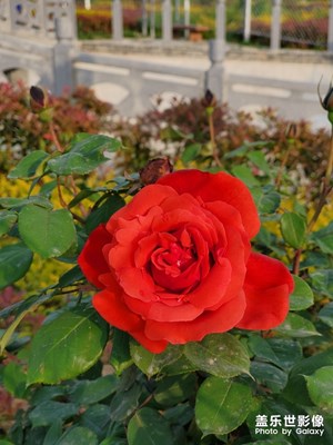 #紅的溫度#+紅色