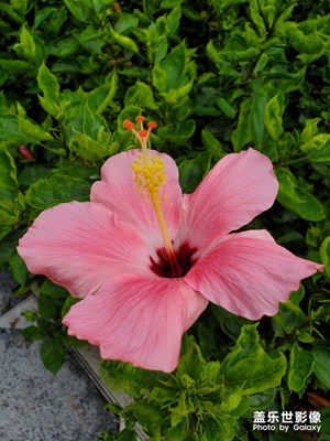 【印象五月】+ 樓下小花園