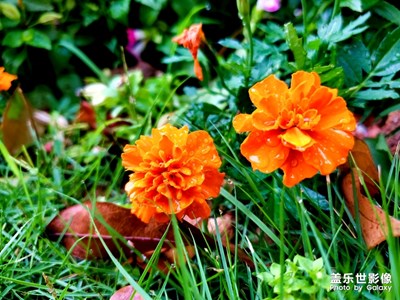 向陽(yáng)歡樂(lè)