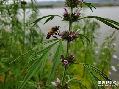 【印象五月】+河邊野花