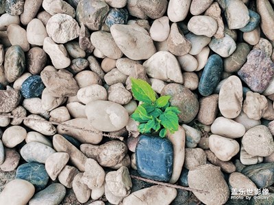 【印象五月】蓬勃的生命力