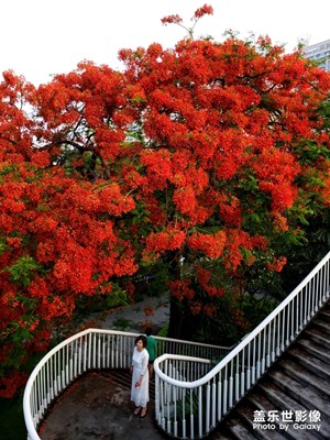 紅的溫度，廣州紅紅火火海印橋旁的鳳凰花