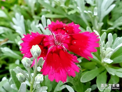 ＃紅的溫度＃向陽(yáng)歡樂(lè)