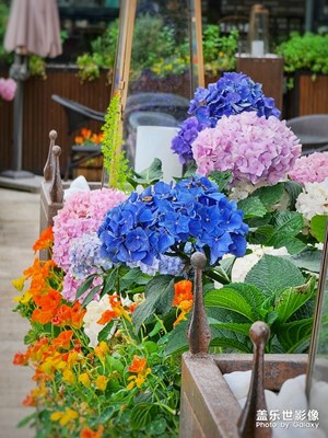 到底是轉(zhuǎn)蘭花還是繡球花？