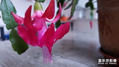 仙人指（攝於 食堂餐廳）