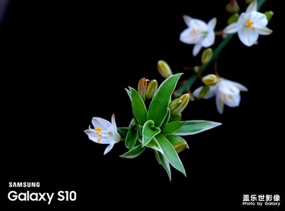 【在夏日】+吊蘭花