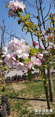 【在夏日】+路邊盛開(kāi)的花