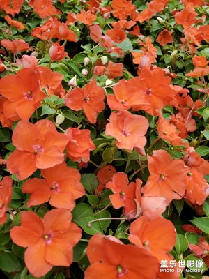 【在夏日】+ 繁花盛開