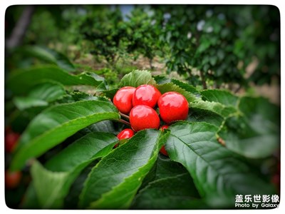 車?yán)遄映墒鞎r