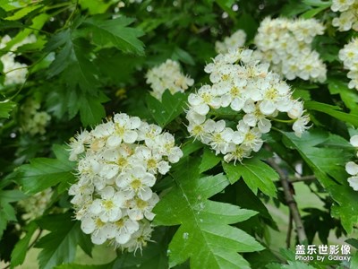 山里紅花