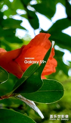 五月隨手拍（三）