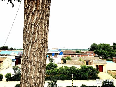 【我美麗城】+黃河大堤