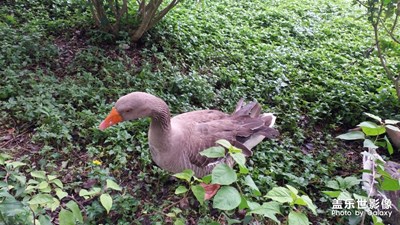 觀賞湖里的天鵝！