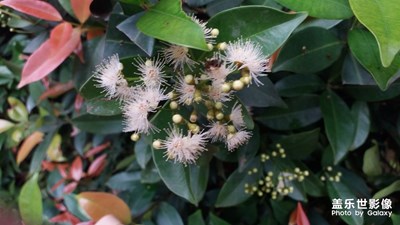 花的色彩！