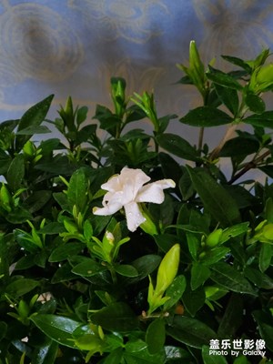 梔子花開